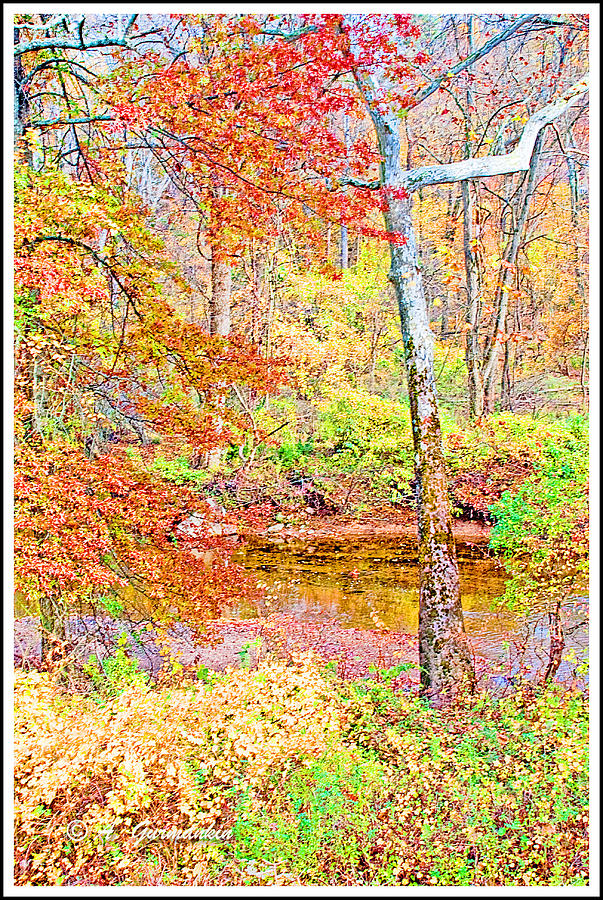  Woods in Autumn Montgomery Cty Pennsylvania Photograph by A Macarthur Gurmankin