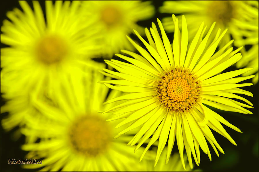  Yellow Daisy Flowers Photograph by LeeAnn McLaneGoetz McLaneGoetzStudioLLCcom