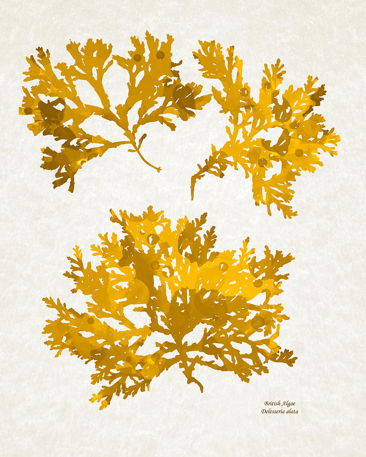 Gold Seaweed Art Delesseria Alata Mixed Media by Christina Rollo