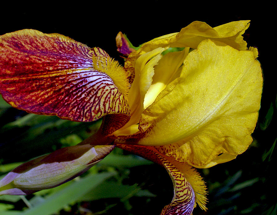  Yellow Iris 2 Photograph by Lynda Lehmann