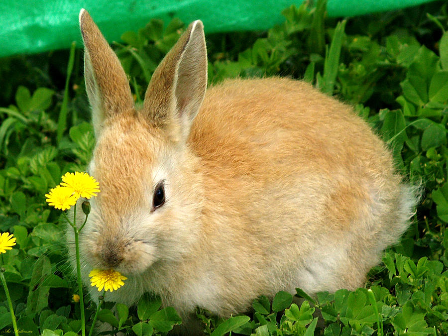 Rabbit Photograph -  Yellow smell by Arik Baltinester