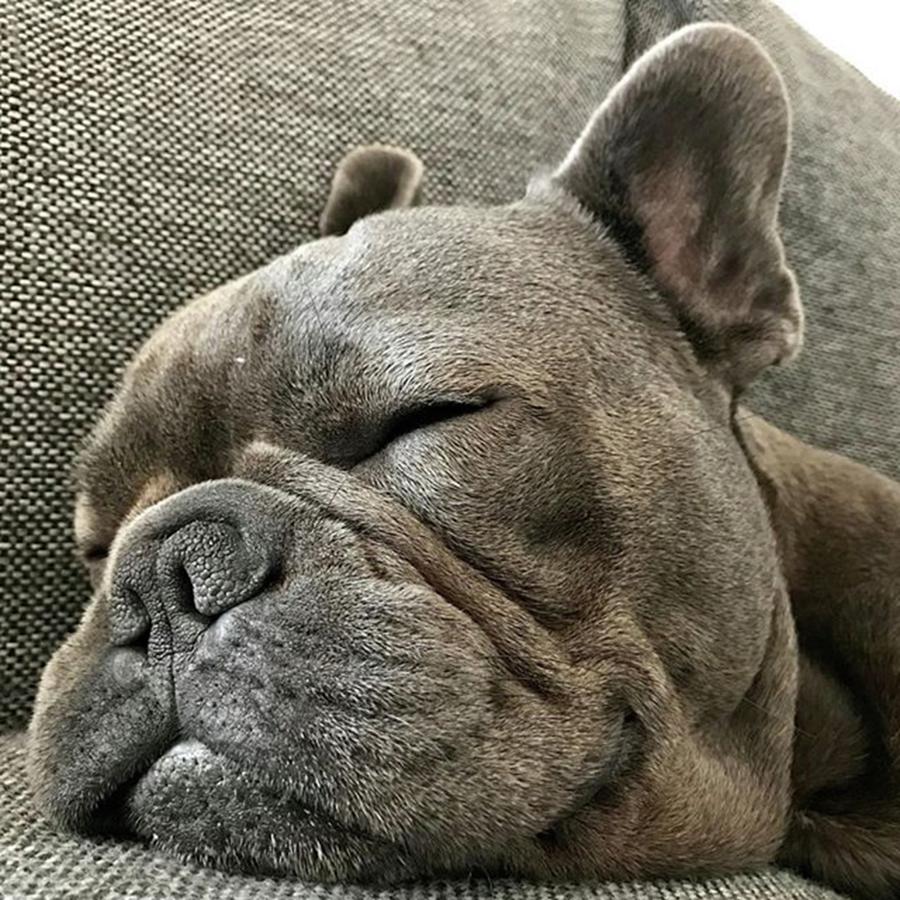 Worldwide Photograph - 💤 Yes, Its Monday by Buddy The Blue Frenchie