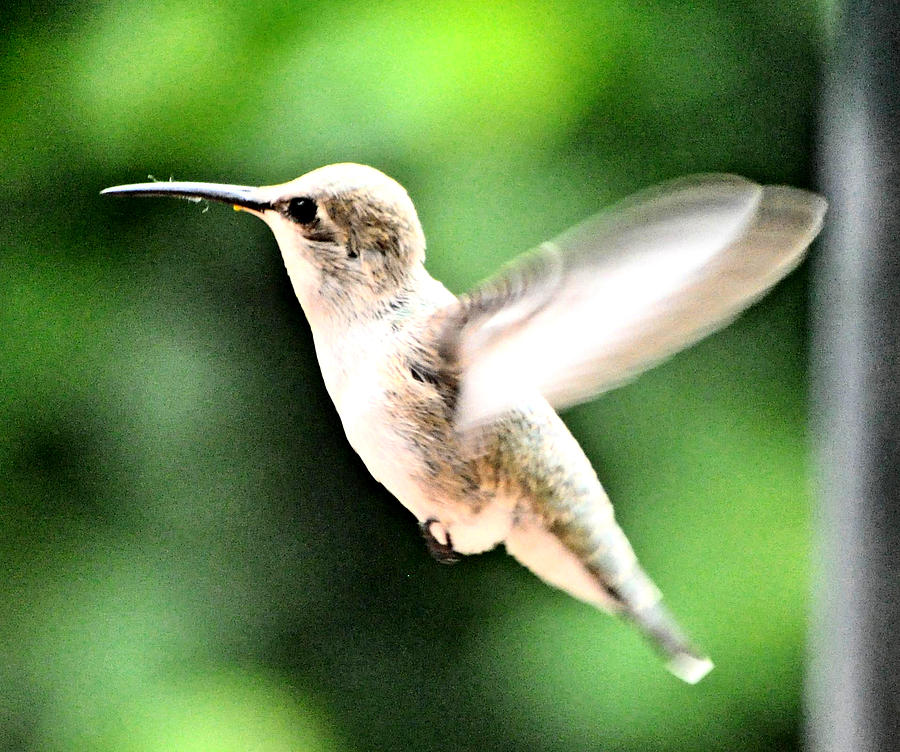  Young Female Annas In Flight Photograph by Jay Milo
