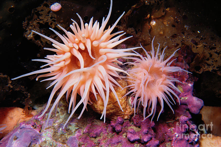 Sea Anemones in Admiralty Inlet #1 Photograph by Flip Nicklin