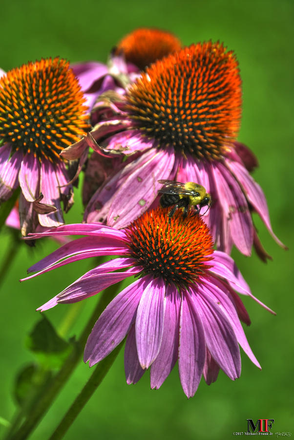 01 BEE and ECHINACEA Photograph by Michael Frank Jr