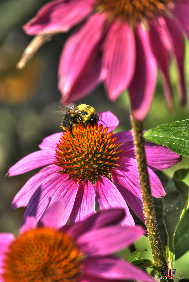 01 Busy Bees Photograph by Michael Frank Jr
