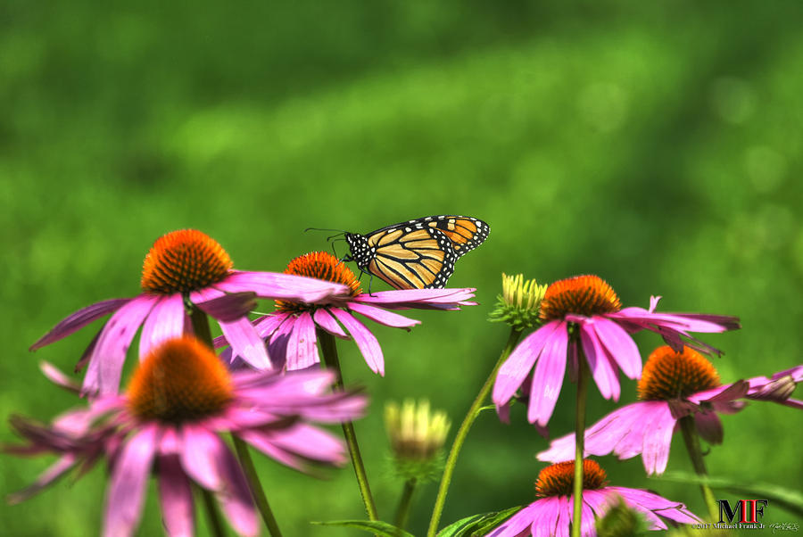 01 BUTTERFLIES and ECHINACEA Photograph by Michael Frank Jr