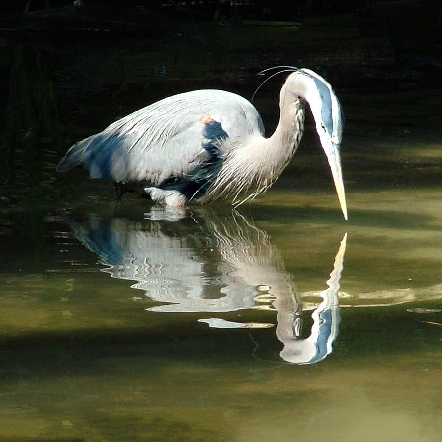 01 Great Blue Heron Reflection Photograph by William Bitman