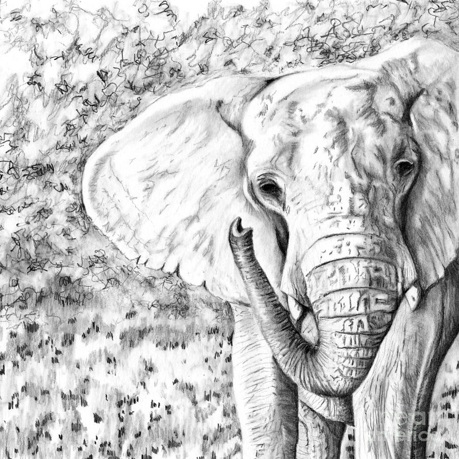 01 of 30 Elephant Drawing by Denise Deiloh
