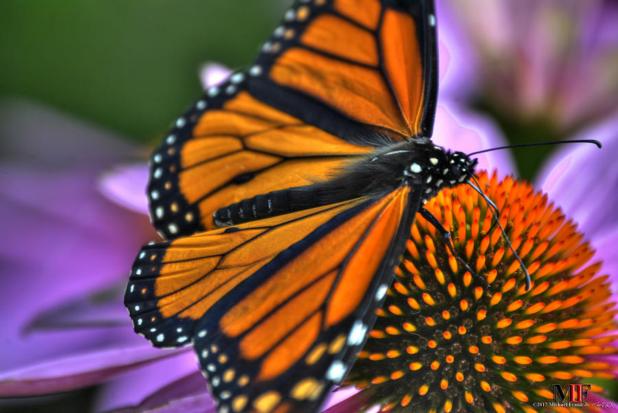 010 BUTTERFLIES and ECHINACEA Photograph by Michael Frank Jr