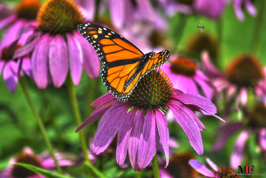 011 BUTTERFLIES ECHINACEA and a Lil BEE Photograph by Michael Frank Jr