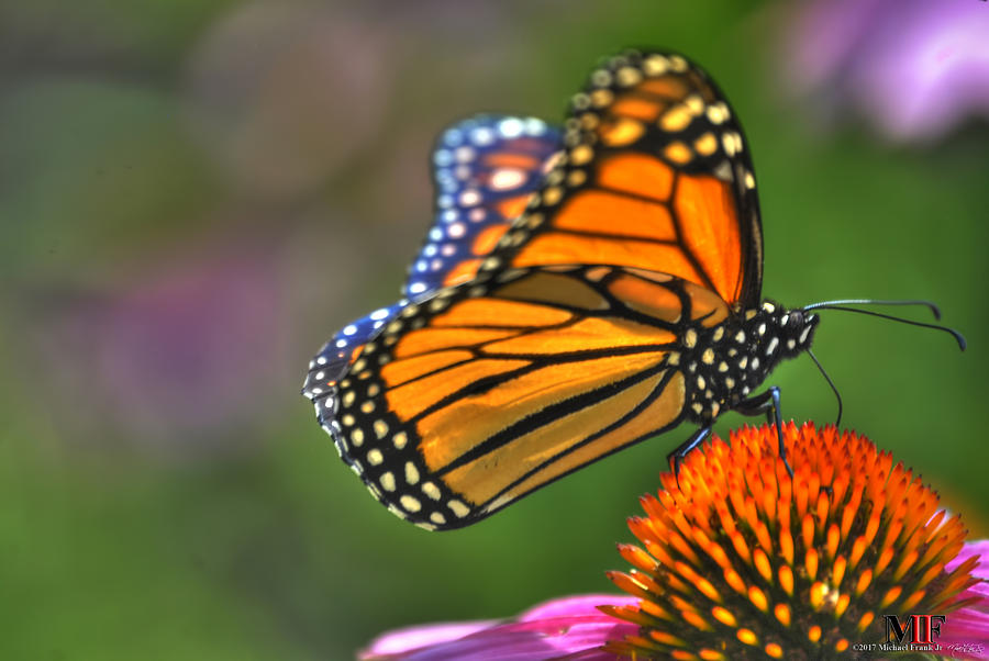 012 BUTTERFLIES and ECHINACEA Photograph by Michael Frank Jr