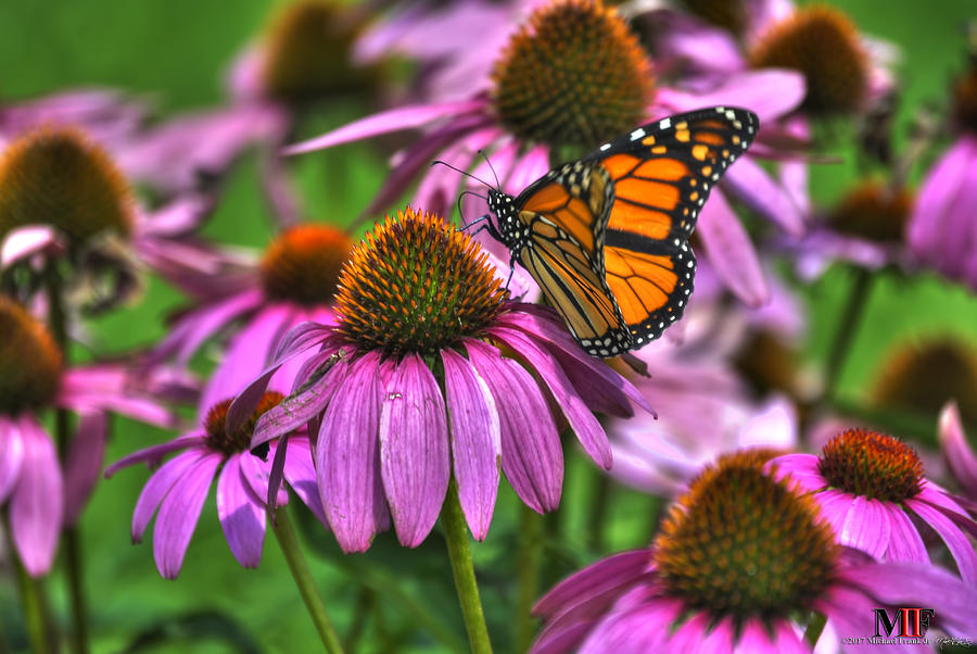 013 BUTTERFLIES and ECHINACEA Photograph by Michael Frank Jr