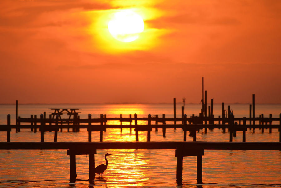 0131 Heron Fishes under Pier at Sunset on Sound Photograph by Jeff at JSJ Photography