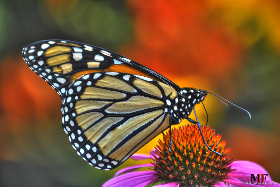 014 BUTTERFLIES and ECHINACEA Photograph by Michael Frank Jr