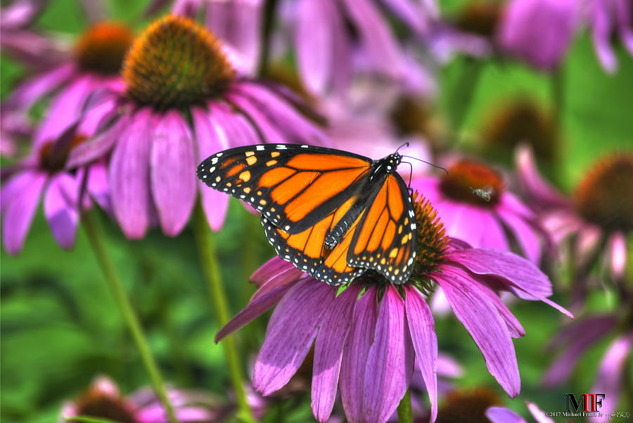 015 BUTTERFLIES ECHINACEA and a Lil BEE Photograph by Michael Frank Jr