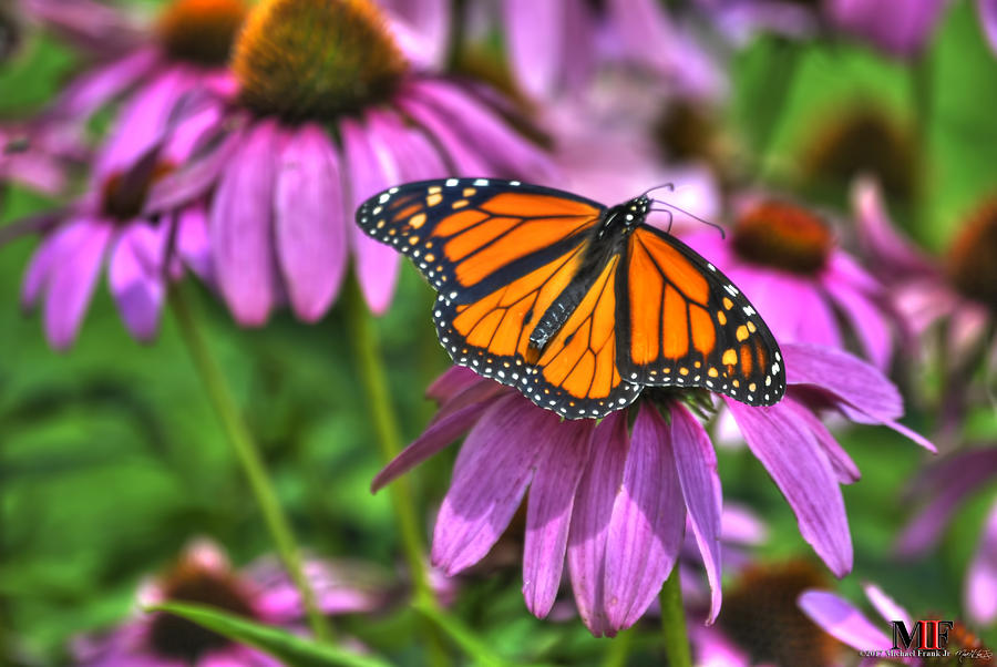 016 BUTTERFLIES and ECHINACEA Photograph by Michael Frank Jr