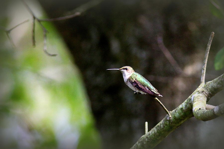 0180-0087 - Ruby-throated Hummingbird Photograph