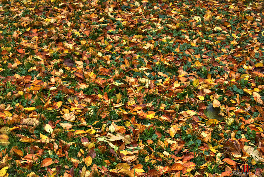 02 Autumn Pallett Photograph by Michael Frank Jr