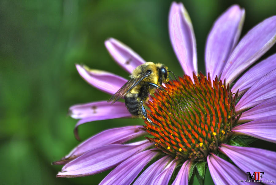 02 BEE and ECHINACEA Photograph by Michael Frank Jr