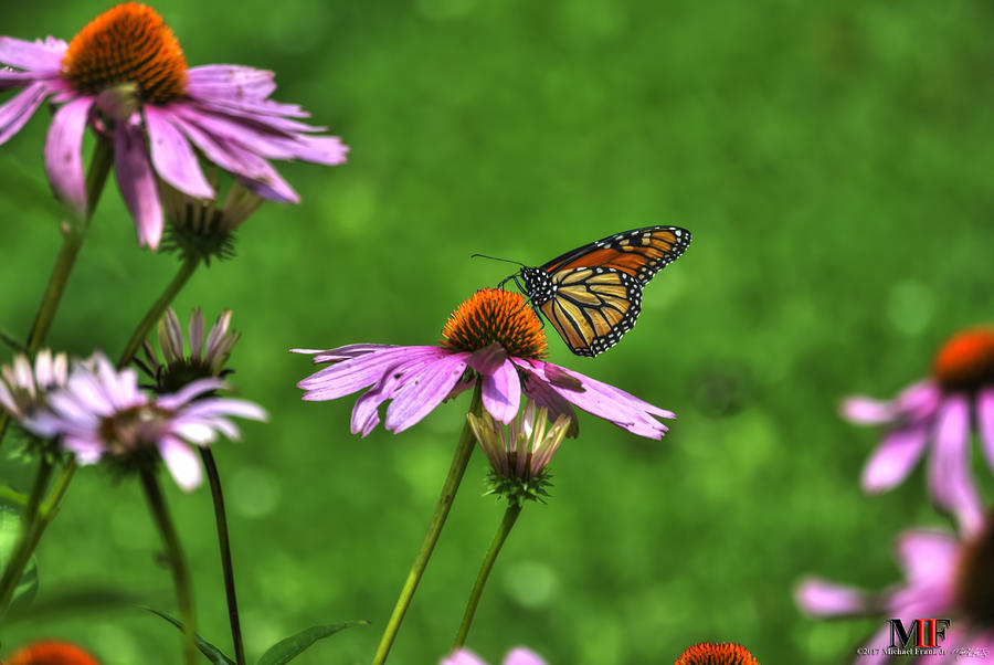 02 BUTTERFLIES and ECHINACEA Photograph by Michael Frank Jr
