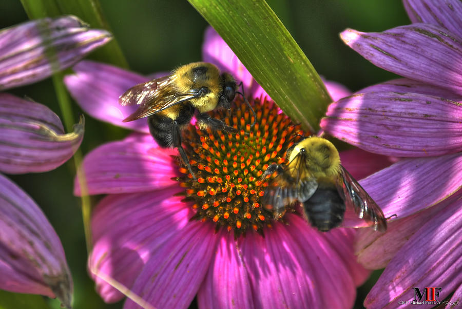 03 BEES and ECHINACEA Photograph by Michael Frank Jr