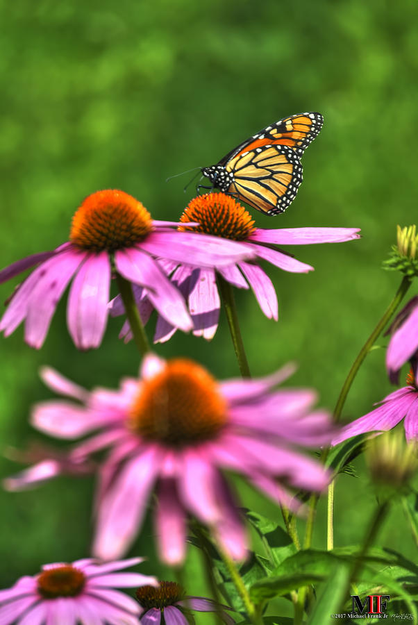 03 BUTTERFLIES and ECHINACEA Photograph by Michael Frank Jr