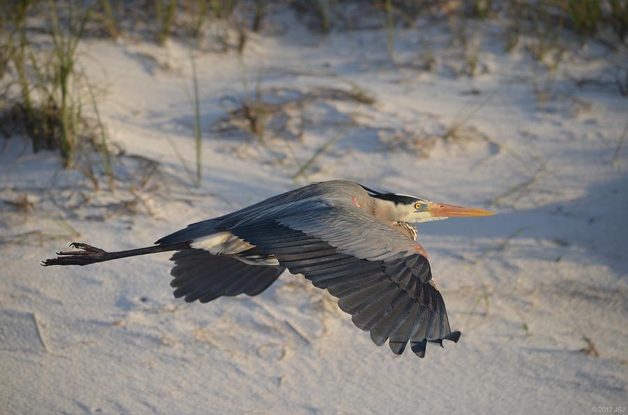 0301 Harry the Heron Takes a Morning Flight on Navarre Beach Photograph by Jeff at JSJ Photography