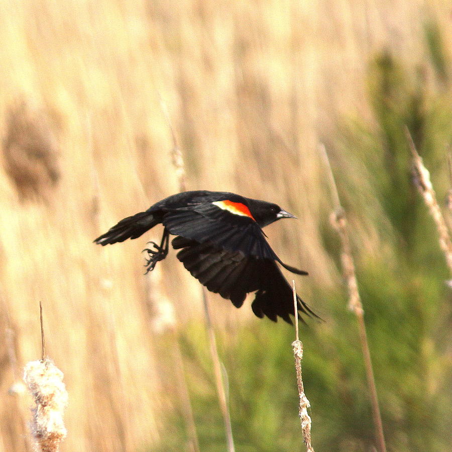 0321 - Red-winged Blackbird Photograph by Travis Truelove