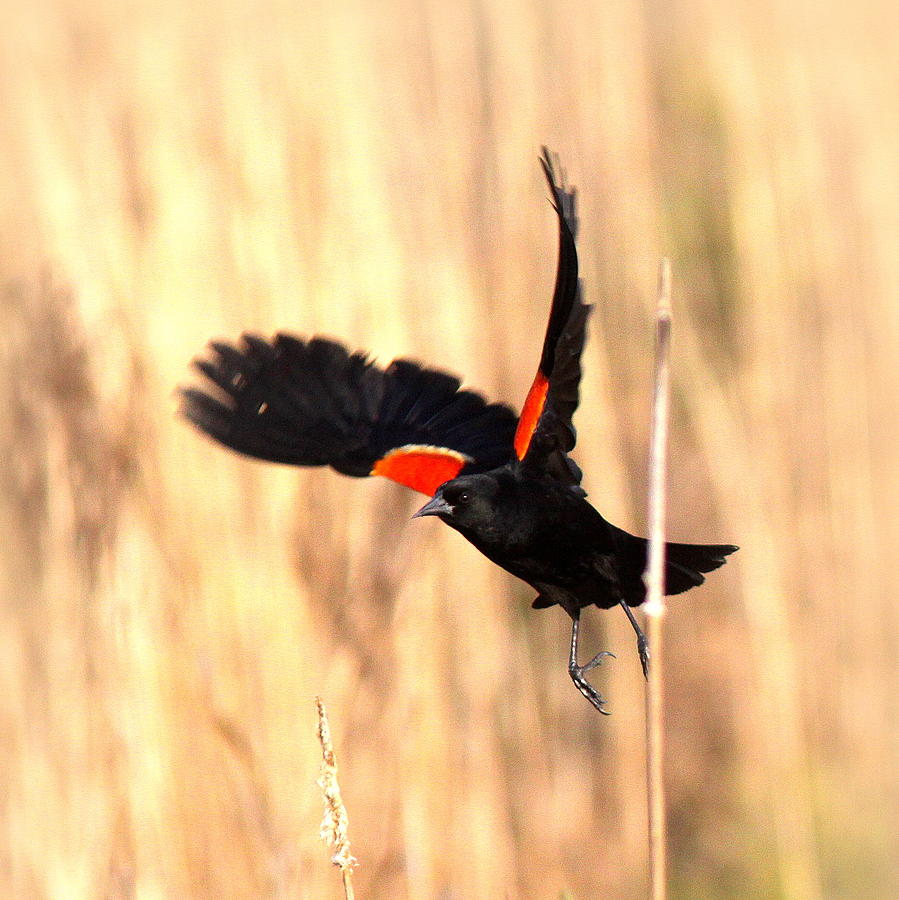 0323 - Red-winged Blackbird Photograph by Travis Truelove