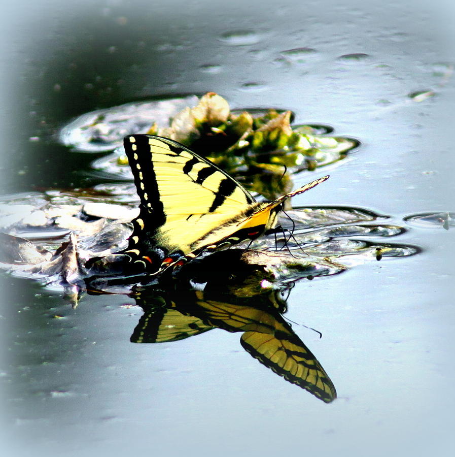 0354 - Tiger Swallowtail Photograph by Travis Truelove