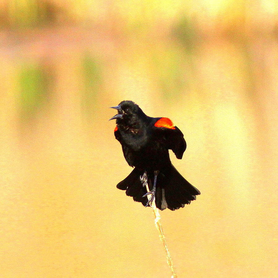 0362 - Red-winged Blackbird Photograph by Travis Truelove