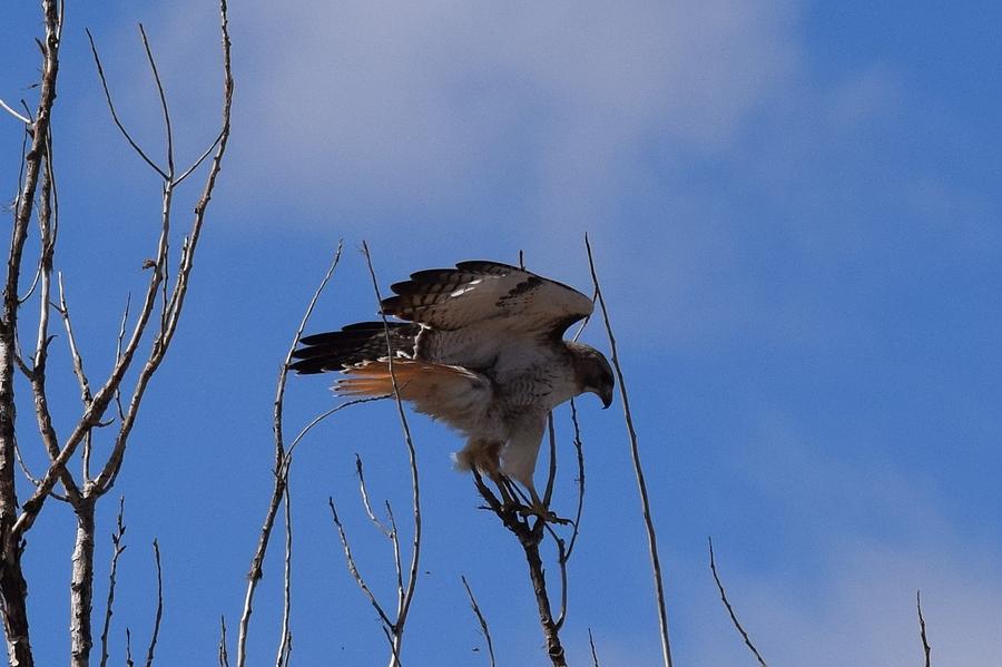 Red Tail Hawk Female Tower Rd Denver #2 Photograph by Margarethe Binkley
