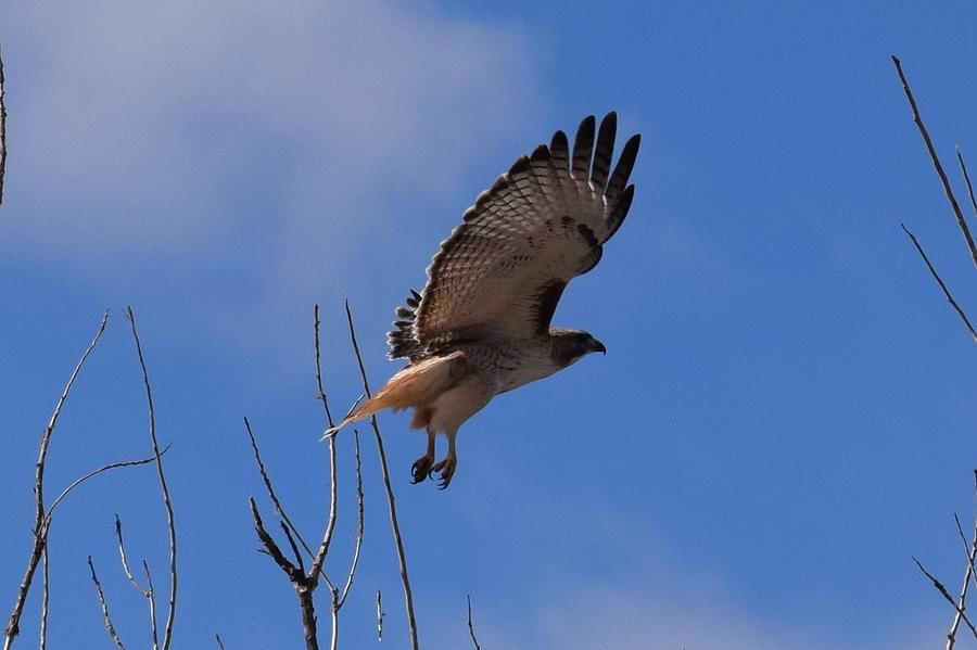 Red Tail Hawk Female Tower Rd Denver #1 Photograph by Margarethe Binkley
