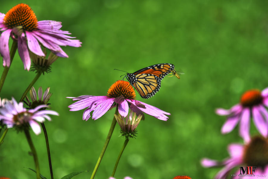 04 BUTTERFLIES ECHINACEA and a Lil BEE Photograph by Michael Frank Jr