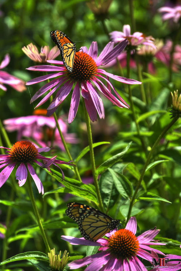 05 BUTTERFLIES and ECHINACEA Photograph by Michael Frank Jr