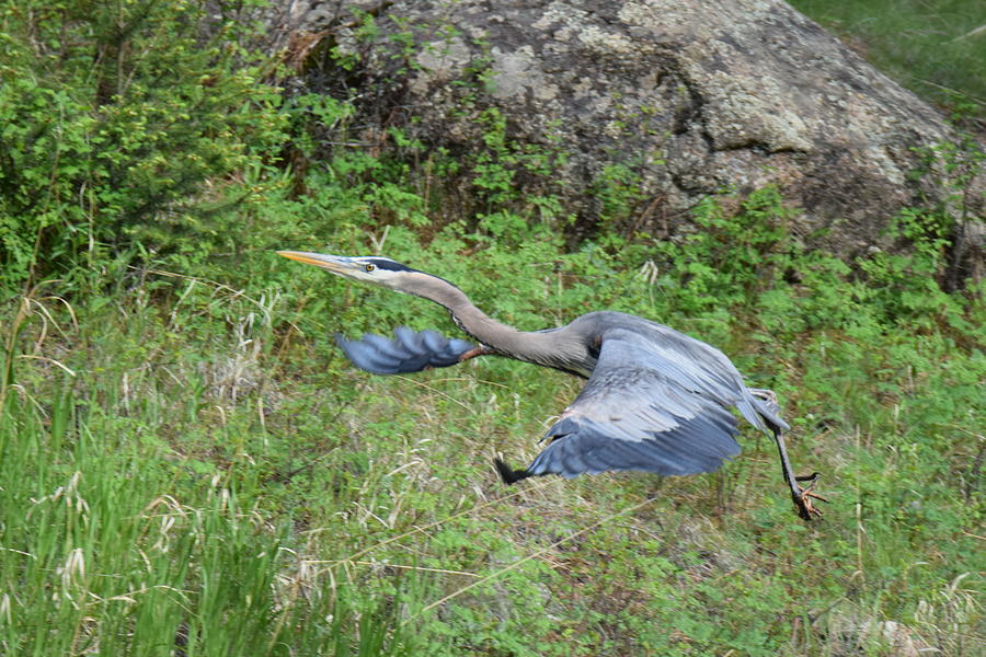 Great Blue Heron at 11 Mile Canyon CO Photograph by Margarethe Binkley