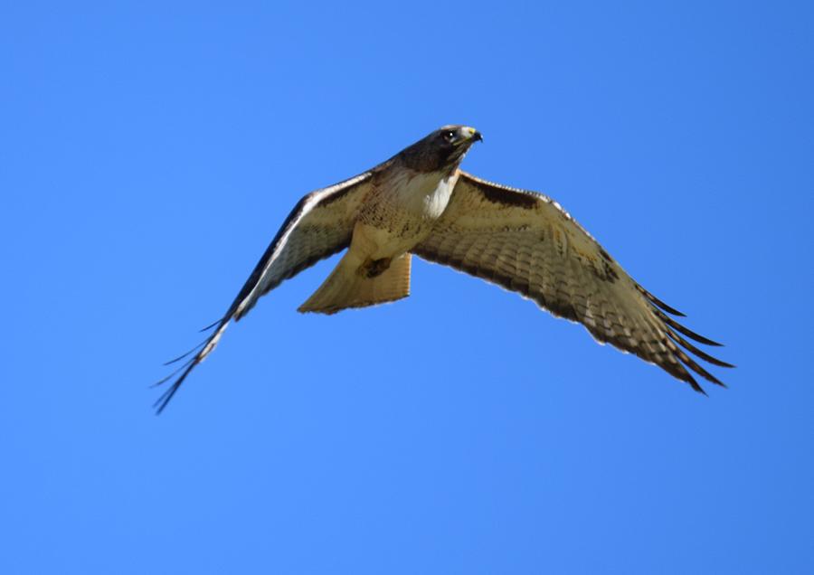Red Tail Hawk Burgess Res CO Photograph by Margarethe Binkley