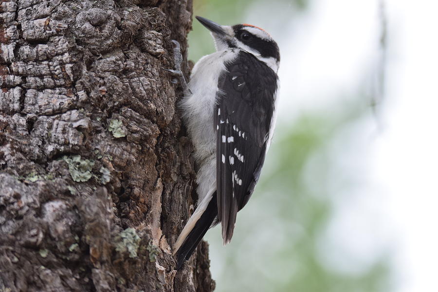 Downy Woodpecker Divide CO Photograph by Margarethe Binkley