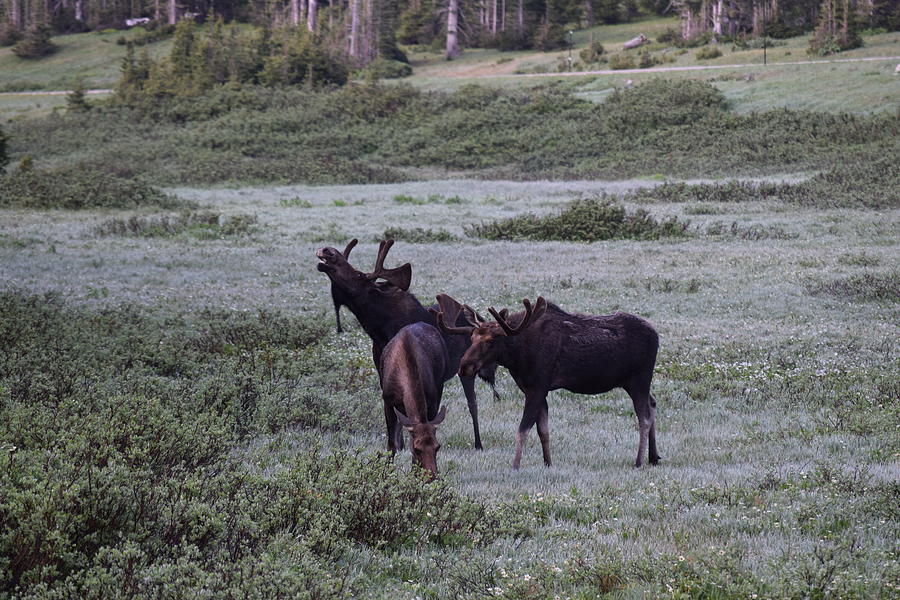Moose Cameron Pass CO #1 Photograph by Margarethe Binkley