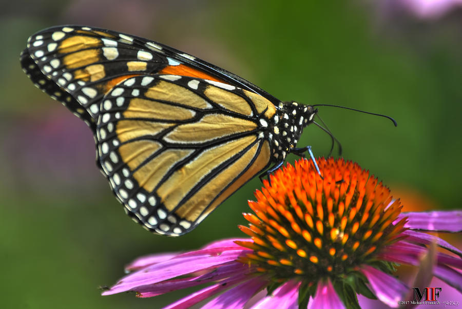 06 BUTTERFLIES and ECHINACEA Photograph by Michael Frank Jr