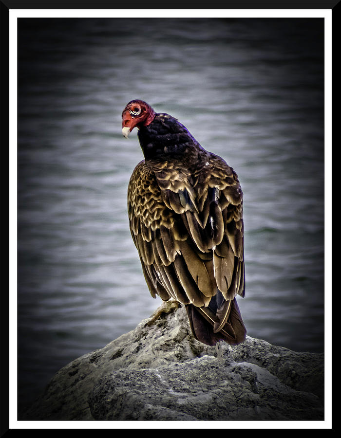 Vulture Photograph - 061918-90 by Mike Davis