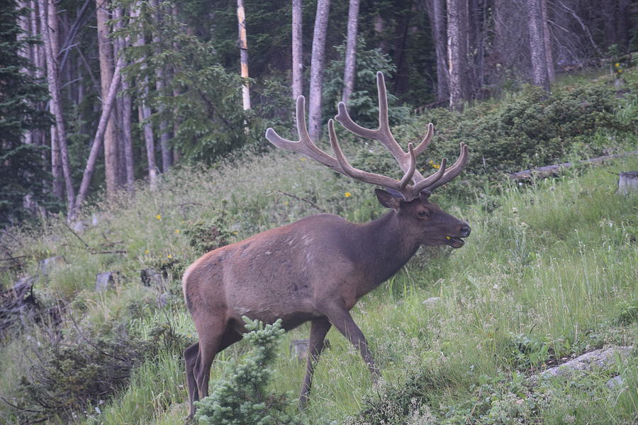 Bull Elk RMNP CO Photograph by Margarethe Binkley