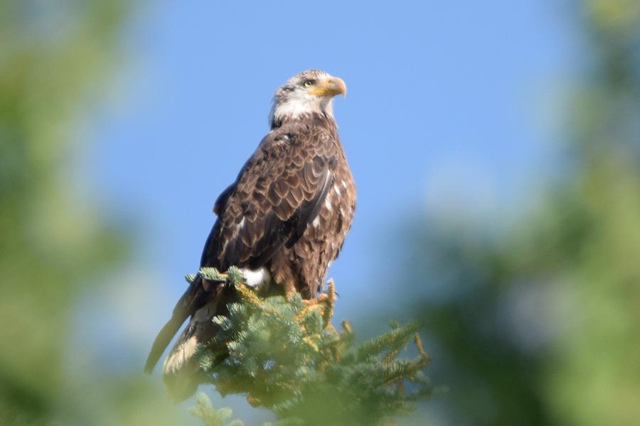 Bald Eagle Juvenile Burgess Res CO Photograph by Margarethe Binkley