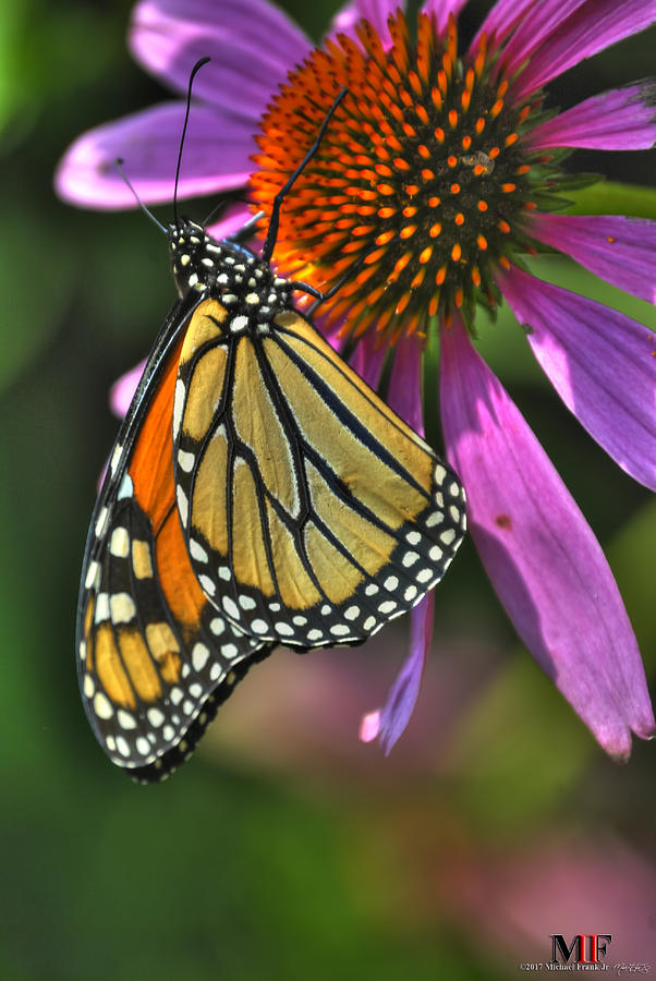 07 BUTTERFLIES and ECHINACEA Photograph by Michael Frank Jr