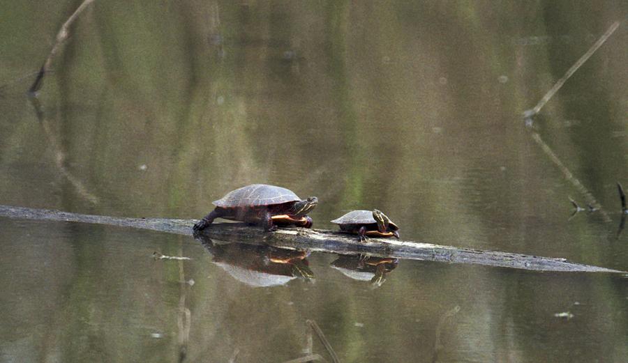 Turtle Photograph - 070406-68 by Mike Davis Turtle Photograph - 070406-68 by Mike Davis