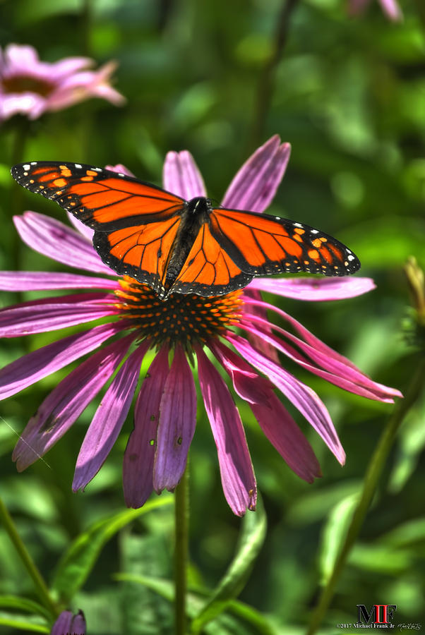 08 BUTTERFLIES and ECHINACEA Photograph by Michael Frank Jr