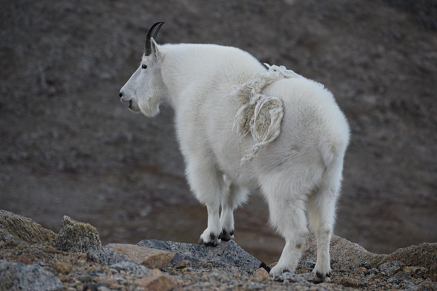 Mountain Goat Mnt Evans CO  Photograph by Margarethe Binkley