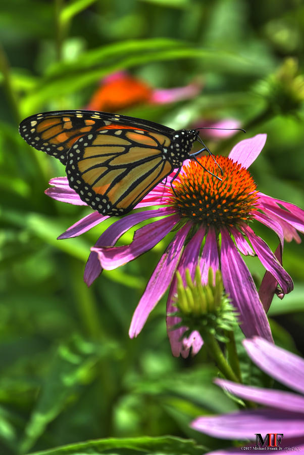 09 BUTTERFLIES and ECHINACEA Photograph by Michael Frank Jr