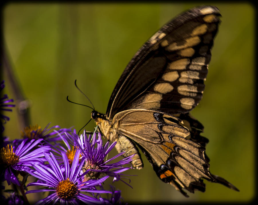 Butterfly Photograph - 092015-79 by Mike Davis